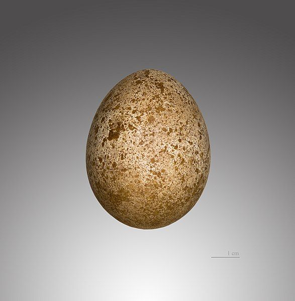 File:Faucon sacre MHNT.jpg