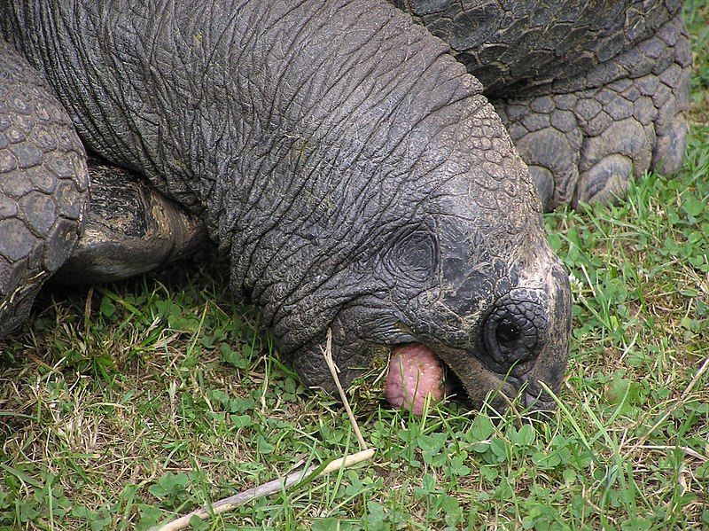 File:Geochelone gigantea eating.jpg