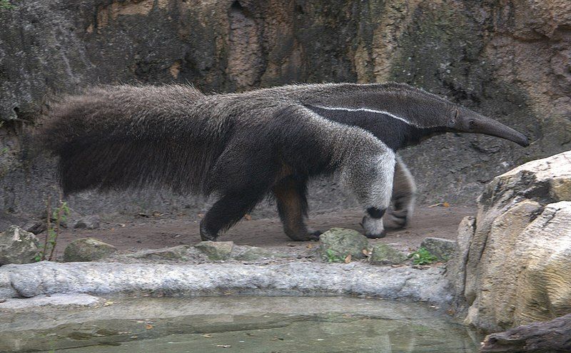 File:Giant anteater (4531346746).jpg