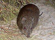 Brown potoroo