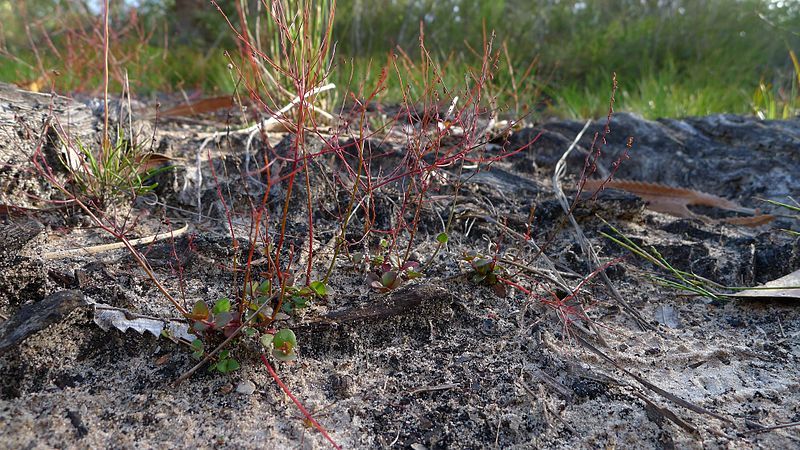 File:Gonocarpus micranthus (11878989146).jpg