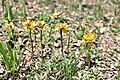 Young flowering stems of wild plants