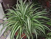 Chlorophytum comosum