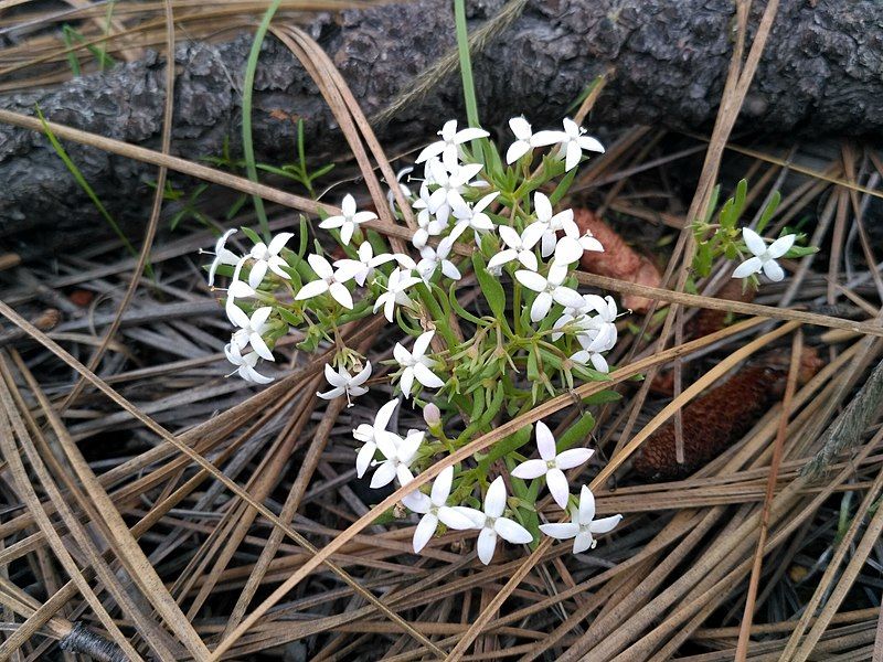 File:Houstonia wrightii.jpg