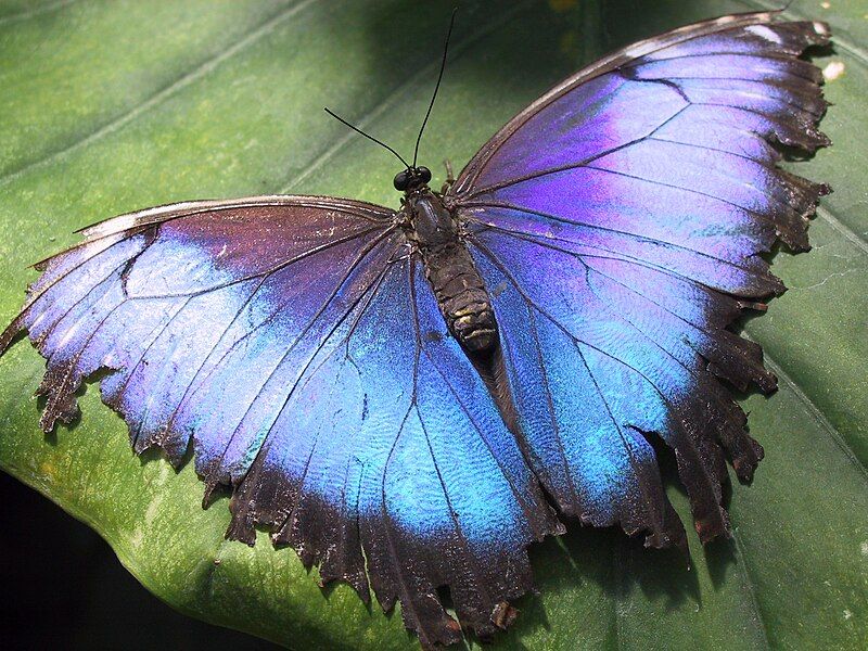 File:Hunawihr-morpho-butterfly.jpg