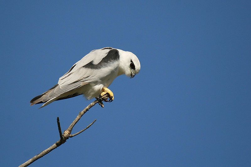 File:Hunting Black-shouldered Kite.jpg