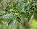 Foliage and unripe fruit in summer