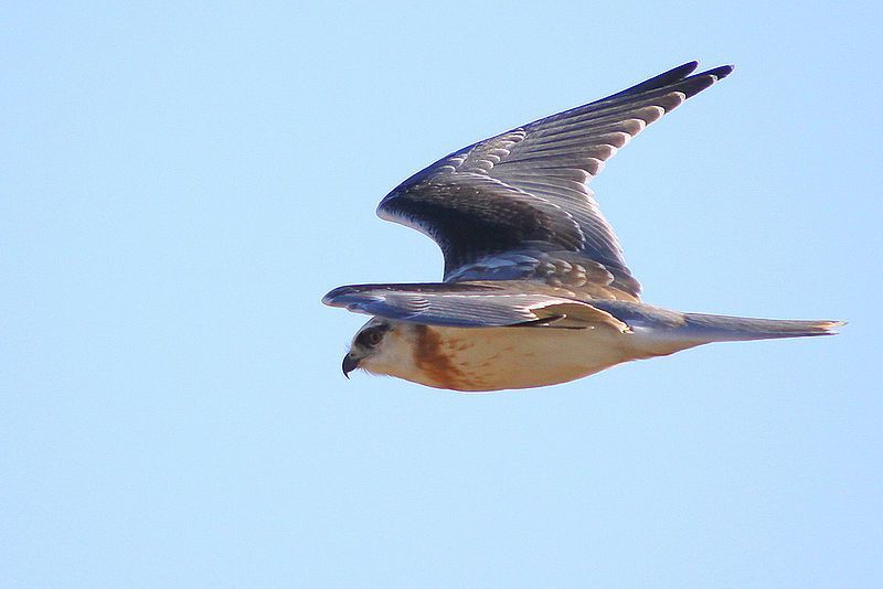 File:Immature Black-shouldered Kite.jpg