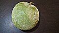 Indian ash gourd