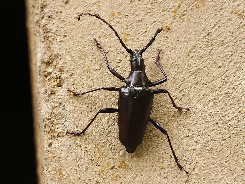 File:Insuetaspis paradoxus.jpg