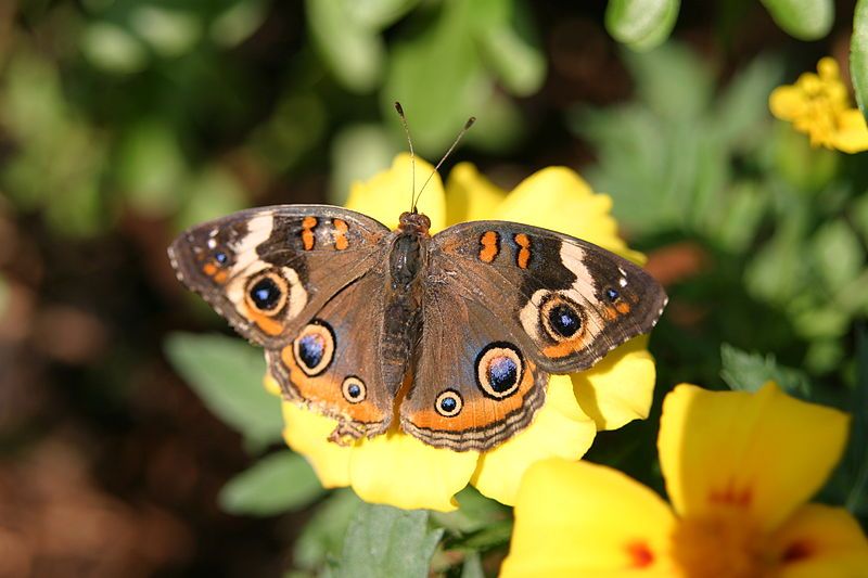 File:Junonia coenia(1).jpg