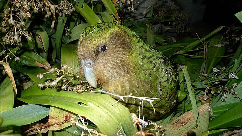 File:Kakapo Sirocco 1.jpg