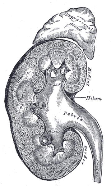 File:Kidney section vertical.png