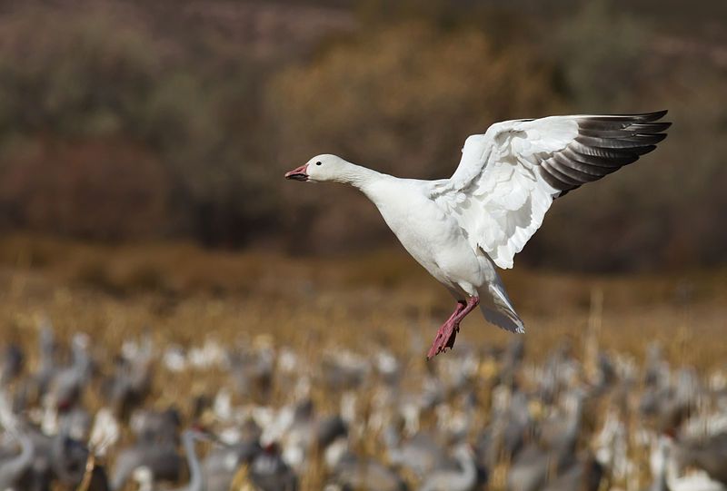 File:Landing Snow Goose.jpg