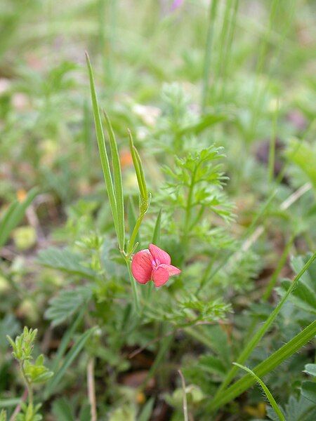 File:Lathyrus sphaericus Follateres.jpg