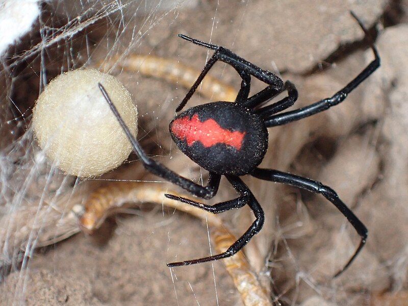 File:Latrodectus-cinctus-female.jpg