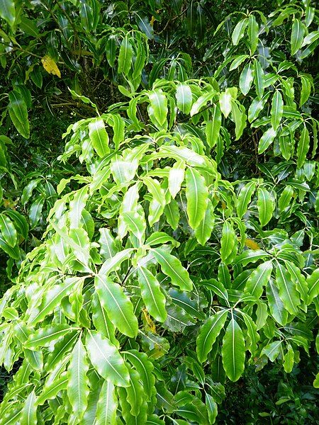 File:Lemonwood leaves.jpg