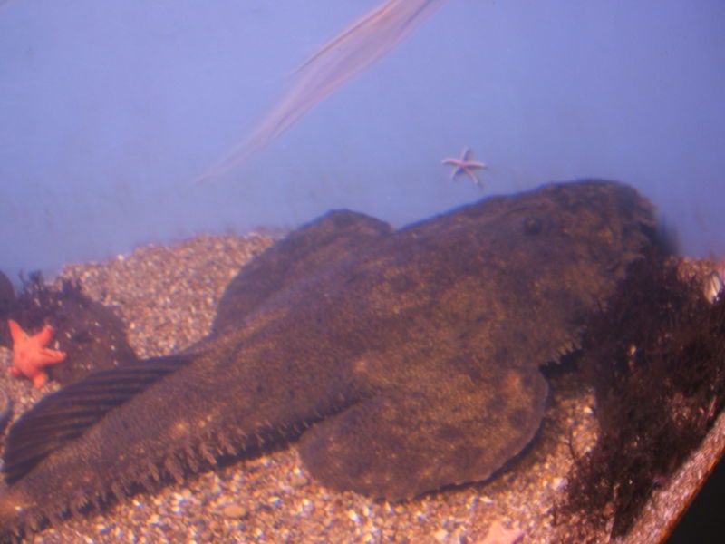 File:Lophius-americanus-aquarium.jpg