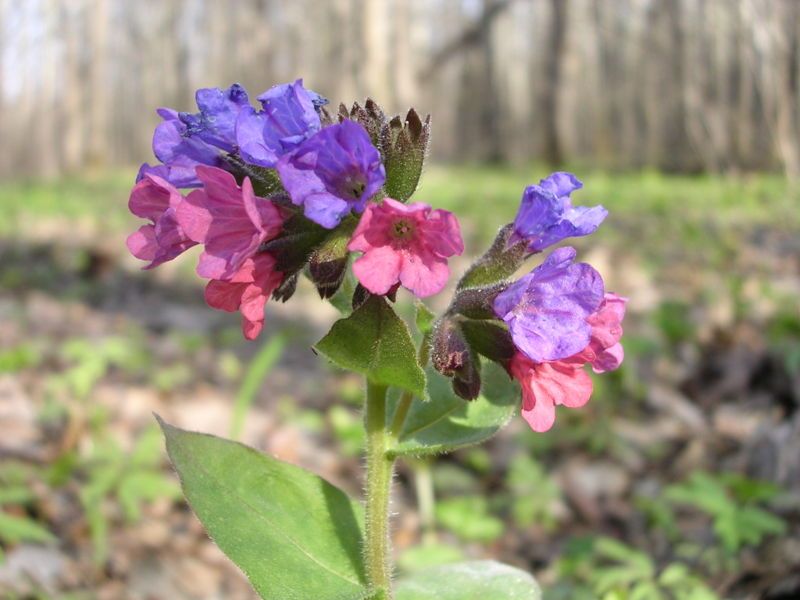 File:Lungwort-oliv.jpg