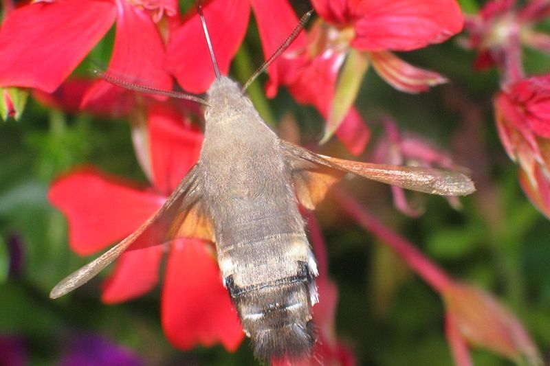 File:Macroglossum stellatarum2.jpg