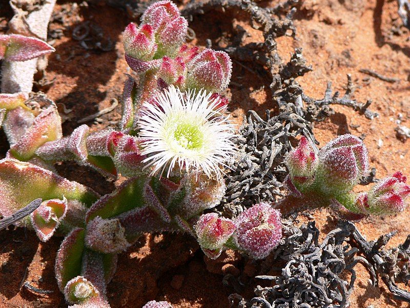 File:Mesembryanthemum crystallinum.JPG