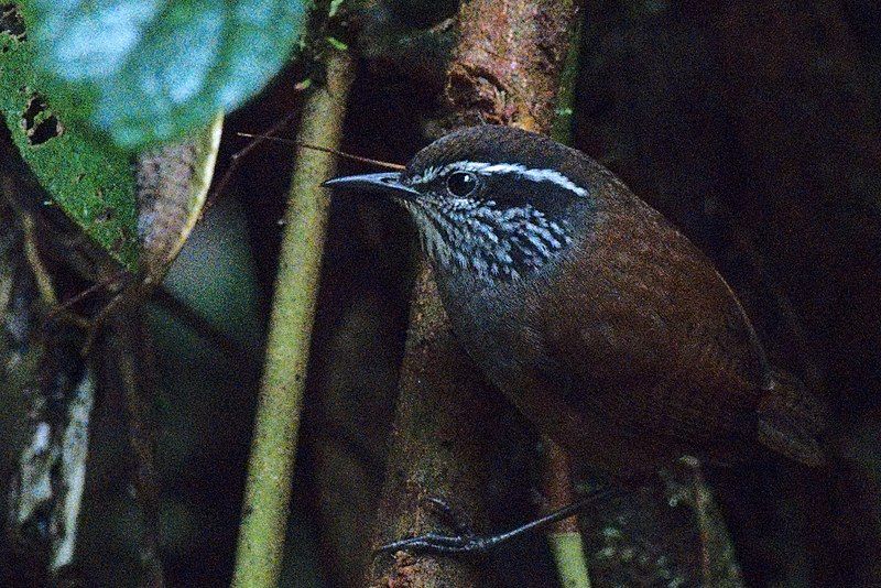 File:Munchique Wood-Wren.jpg