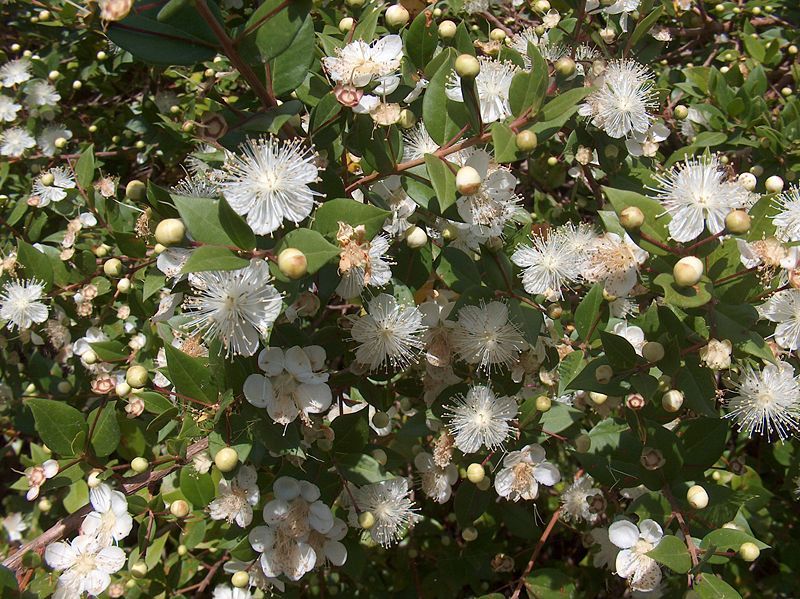 File:Myrtus communis12.jpg