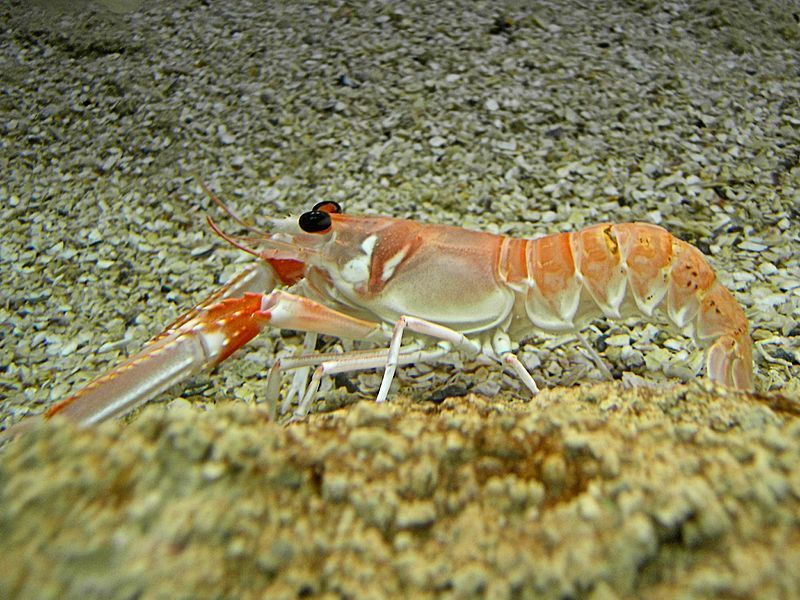 File:Nephrops norvegicus.jpg