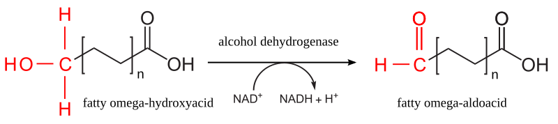 File:Omega-oxidation 2.svg