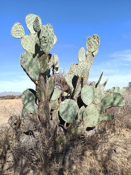 File:Opuntia robusta (Cactaceae).jpg