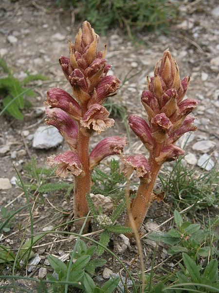 File:Orobanche alba 001.JPG