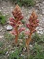 Orobanche alba