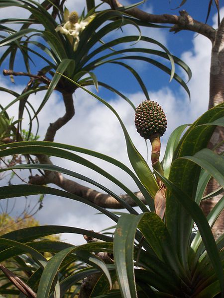 File:Pandanus montanus fruit.JPG