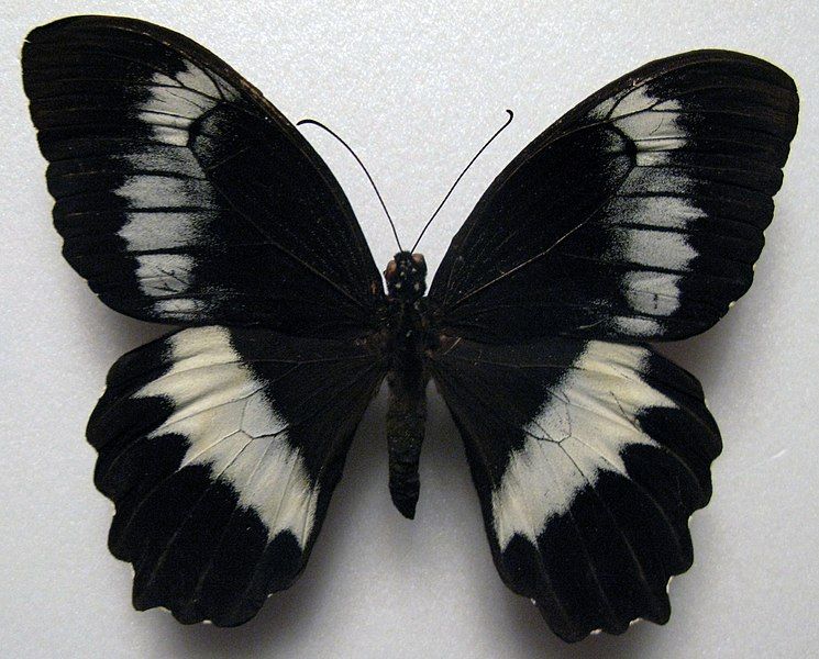 File:Papilio woodfordi.JPG