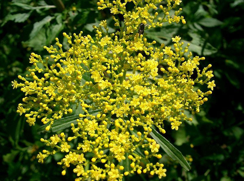 File:Patrinia scabiosifolia1.jpg