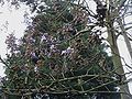 Paulownia tomentosa opening