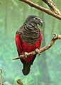 Pesquet's Parrot