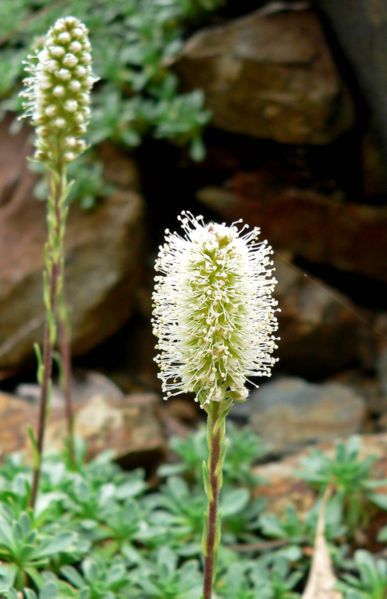 File:Petrophyton caespitosum 2.jpg