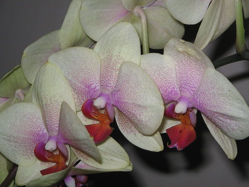 File:Phalaenopsis cv01a.jpg