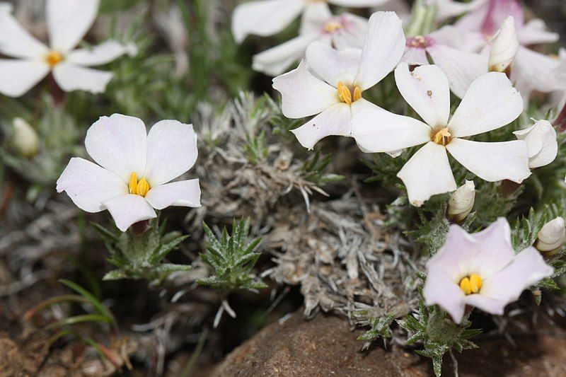 File:Phlox hoodii 7762.JPG