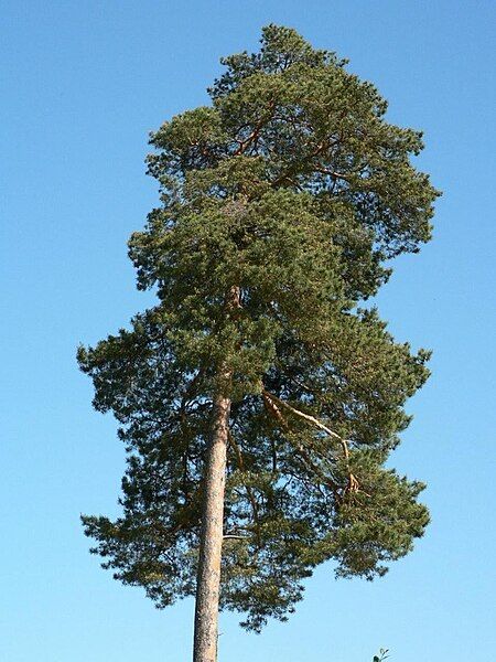 File:Pine tree.jpg