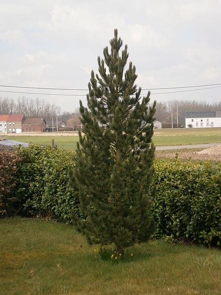 File:Pinus cembra RHu.JPG