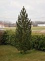 Pinus cembra in a garden