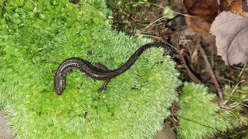 File:Plethodon hoffmani 327261813.jpg