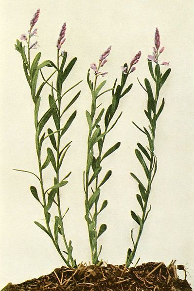 File:Polygala polygama WFNY-124B.jpg