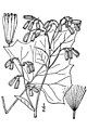 White rattlesnakeroot