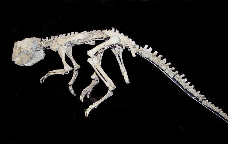 File:Psittacosaurus 2.jpg