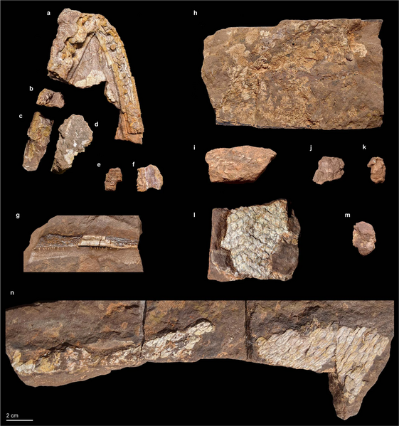 File:Qikiqtania fossil material.webp