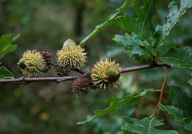 File:Quercus cerris 5.jpg