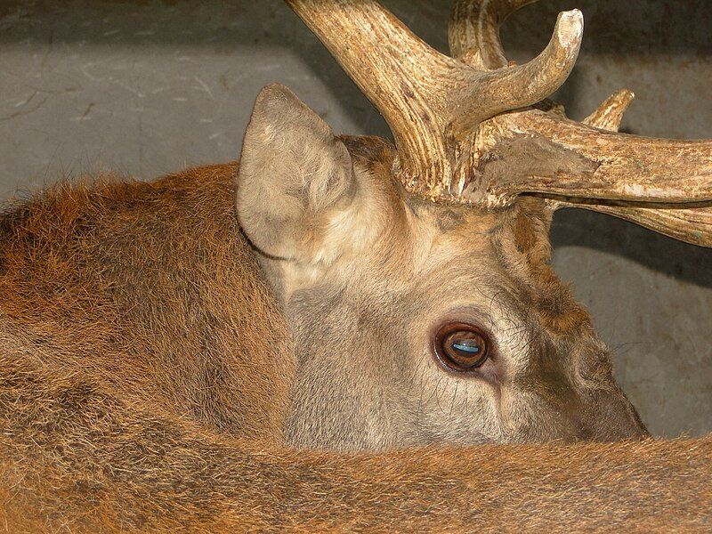 File:Red deer (Lyolik).JPG